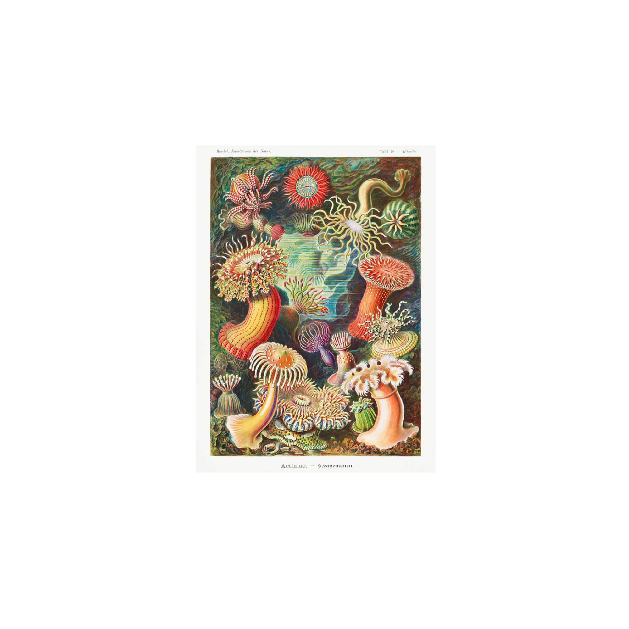 Actinia Sea Anemones A4 Matte Print