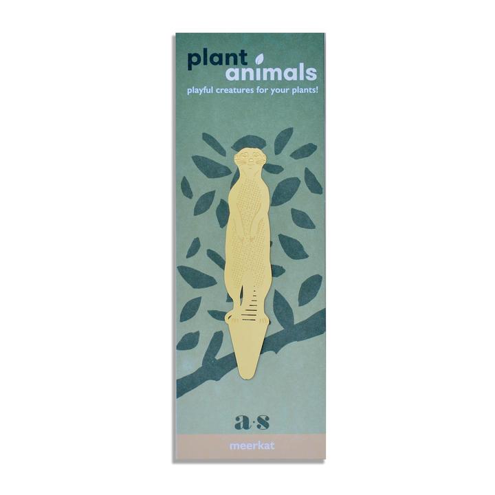 Plant Animal Meerkat