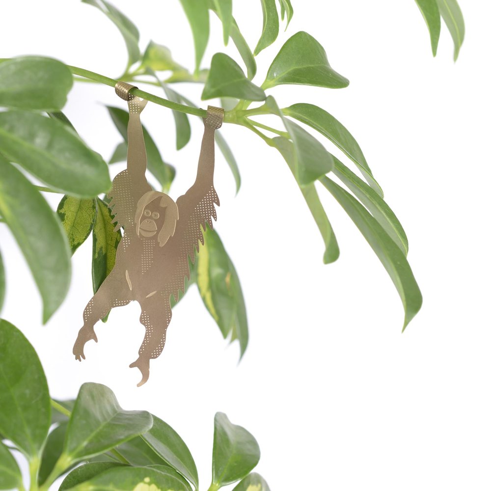 Another Studio Orangutan Plant Animal