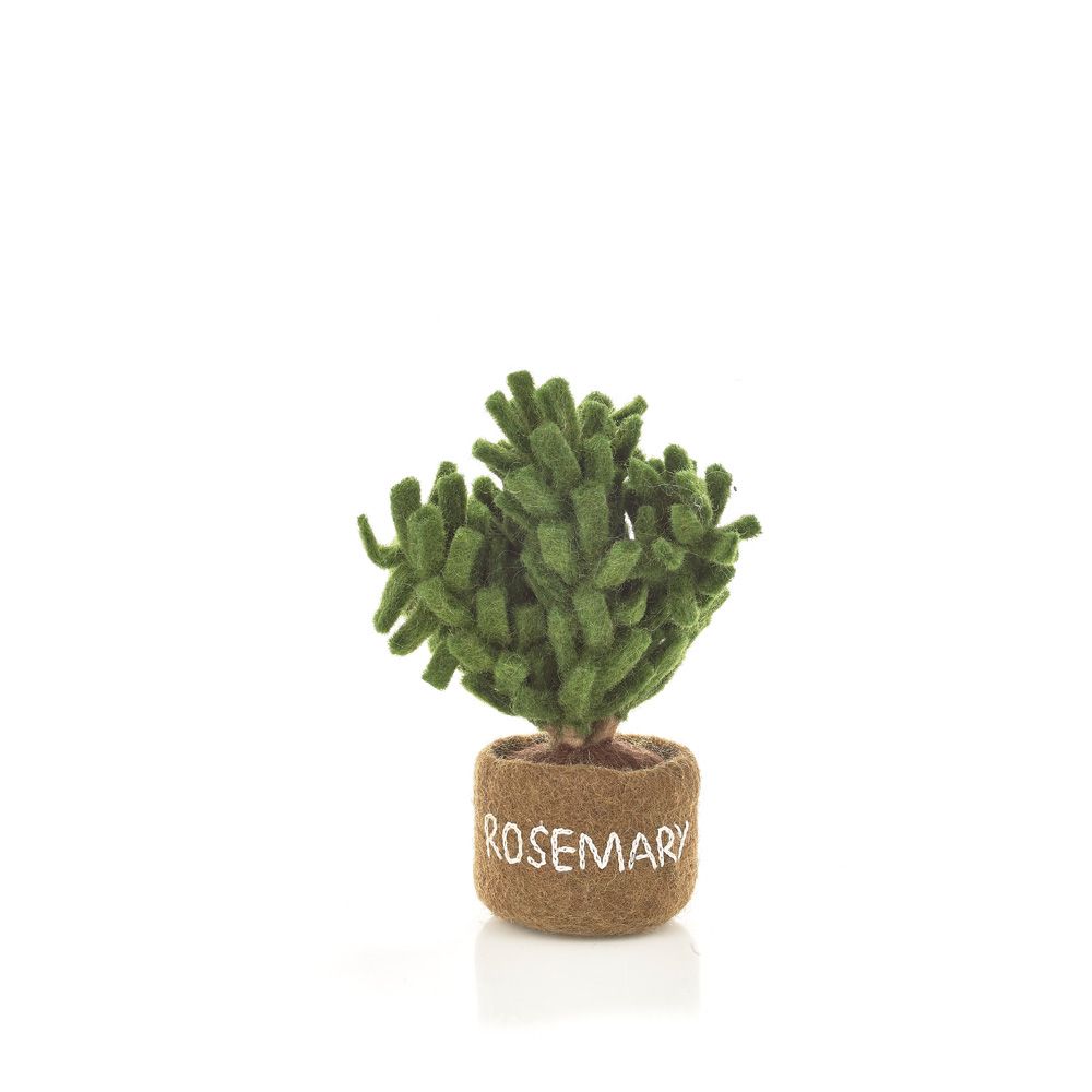 Felt So Good Potted Rosemary Plant